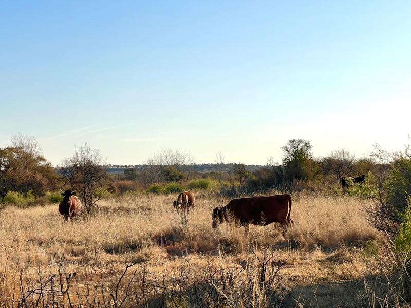 0 Bedroom Property for Sale in Heilbron Free State